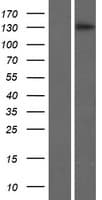 BRPF3 Protein (Over-Expression Lysate Myc-DDK (Flag))