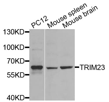 TRIM23 Antibody