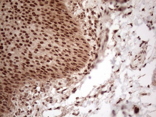 IRS1 Antibody (aa1-280, clone OTI3G10)