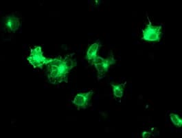TMED1 / ST2L Antibody (clone OTI7D2, Carrier-free)