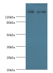 ESET / SETDB1 Antibody (aa1-397)