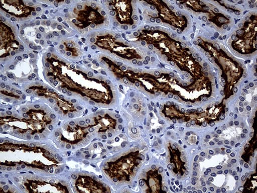 ACE2 / ACE-2 Antibody (aa18-237, clone OTI2G7)