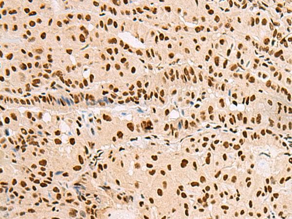 XRCC4 Antibody