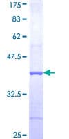 Human GRIK3 / GLUR7 Protein (Recombinant GST, N-terminus)