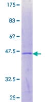Human CLEC1B / CLEC-2 Protein (Recombinant GST)