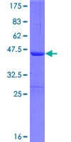 Human SNRNP25 Protein (Recombinant GST)