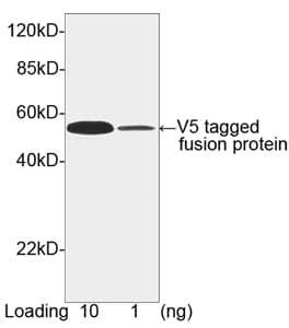 Polyclonal Rabbit V5 Tag Antibody (WB)