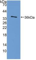 IL4 Antibody (aa61-111)