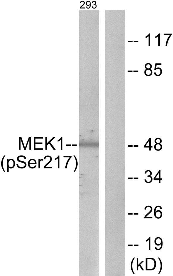 MEK1 + MEK2 Antibody (phospho-Ser217)