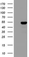 ZNF385B / ZNF533 Antibody (aa149-399, clone OTI4F9)