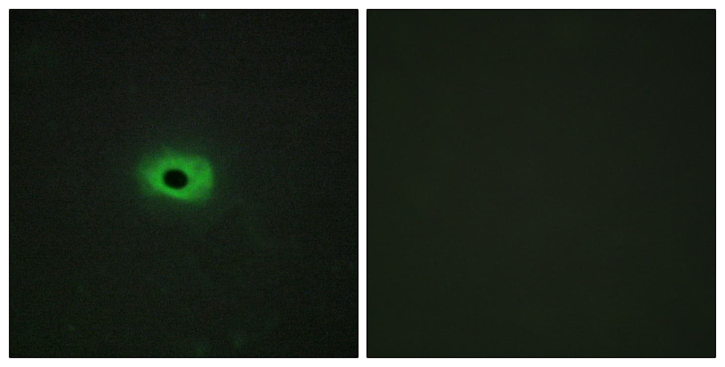 IHC-plus™ TNFSF12 / TWEAK Antibody (aa41-90)
