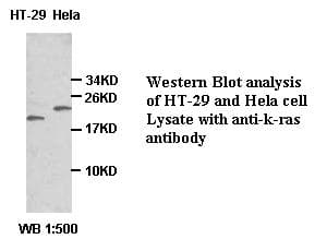 KRAS Antibody (Internal)