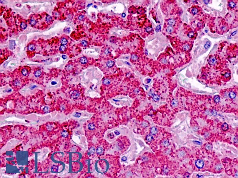 IHC-plus™ SOD1 / Cu-Zn SOD Antibody