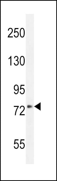 Polyclonal Rabbit anti-Human XKR4 Antibody (aa570-598, IHC, IF, WB)