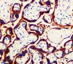 Polyclonal Rabbit anti-Human Placental Lactogen Antibody (Ready-to-Use, IHC)