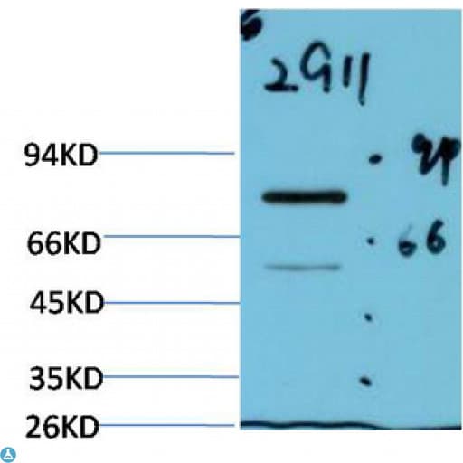 Luciferase Antibody