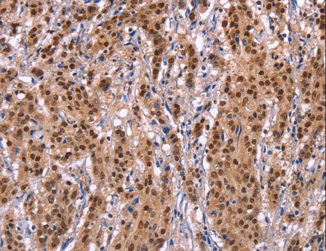 EFNA5 / Ephrin A5 Antibody