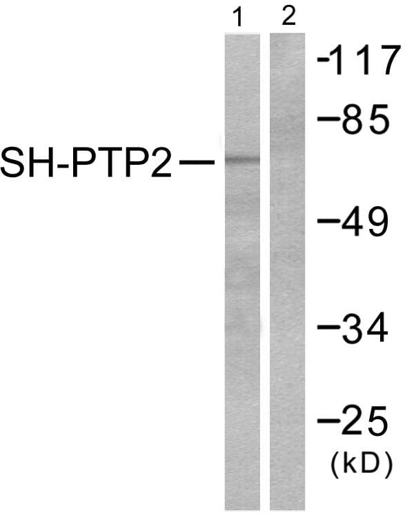 PTPN11 / SHP-2 / NS1 Antibody