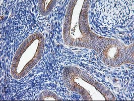 ATG3 Antibody (clone OTI4F6)