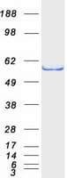 Human SESN2 / HI95 Protein (Recombinant Myc-DDK (Flag))