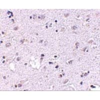 LASS5 Antibody
