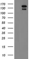 NNA1 / AGTPBP1 Antibody (aa368-753, clone OTI1C8)