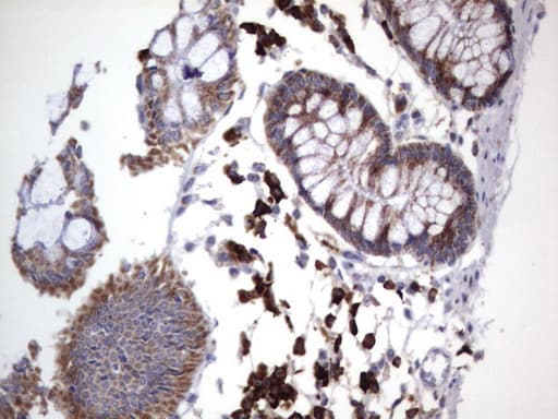 MRPS7 Antibody (aa38-242, clone UMAB156)