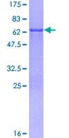 Human FOSB Protein (Recombinant GST)