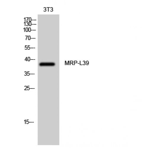 Polyclonal Rabbit anti-Human MRPL39 Antibody (270-350 aa, C-terminal, IHC, WB)