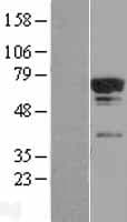 TCP11L2 Protein (Over-Expression Lysate Myc-DDK (Flag))