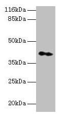 CNTFR Antibody