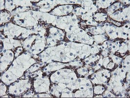 PECAM-1 / CD31 Antibody (clone OTI2B5)