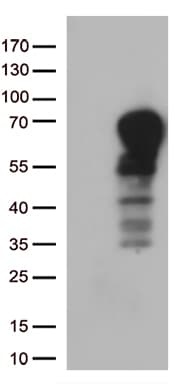 DOK3 Antibody (aa63-317, clone OTI2B11)