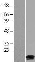 GALP / Alarin Protein (Over-Expression Lysate Myc-DDK (Flag))