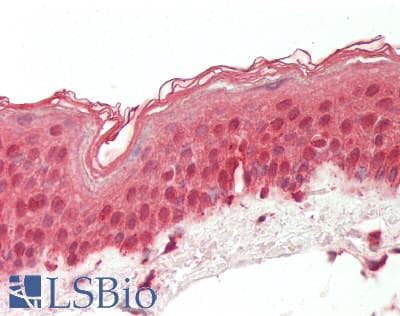 RPL7 / Ribosomal Protein L7 Antibody (C-Terminus)