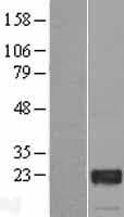 GTSF1 Protein (Over-Expression Lysate Myc-DDK (Flag))