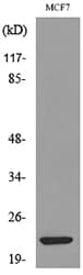 IFNL2 / IL28A Antibody