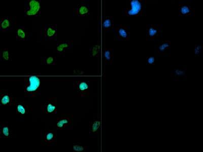 HIST3H3 Antibody (Me2-Lys4)
