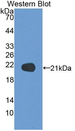 NSF Antibody (aa590-744)