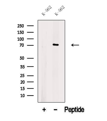 ARID3A / DRIL1 Antibody