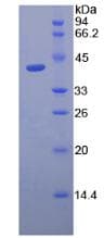 Dog LF / LTF / Lactoferrin Protein (Recombinant His-S)