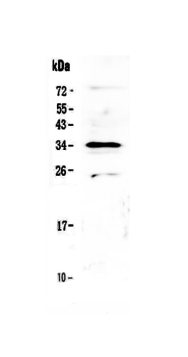 MED4 Antibody