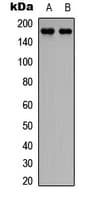 CEP170 Antibody (Internal)