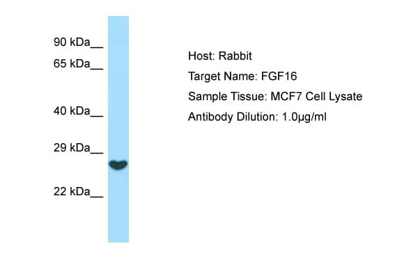 FGF16 Antibody (aa136-185)
