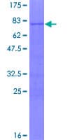 Human FOXA2 Protein (Recombinant GST)