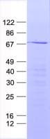 Human NSMF / NELF Protein (Recombinant His, N-Terminal)