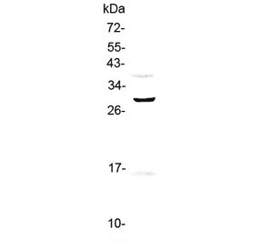 FFAR1 / GPR40 Antibody