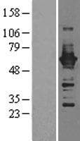 CAMK4 / CaMK IV Protein (Over-Expression Lysate Myc-DDK (Flag))