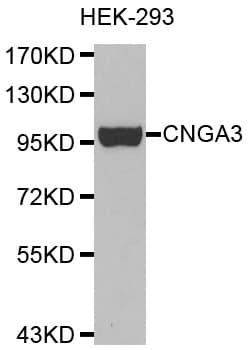 IHC-plus™ CNGA3 Antibody (aa1-165)