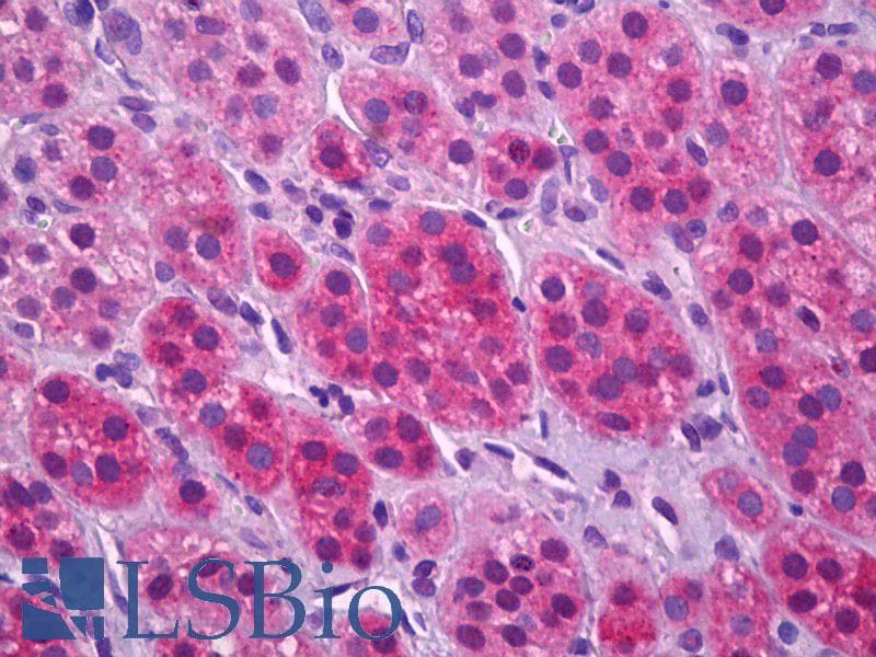 PathPlus™ Polyclonal Goat anti-Human SLC17A7 / VGLUT1 Antibody (aa501-514, IHC)